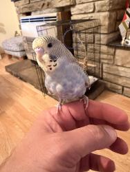 Lost Male Bird last seen Channel close, tw5 0pj, Greater London, England 