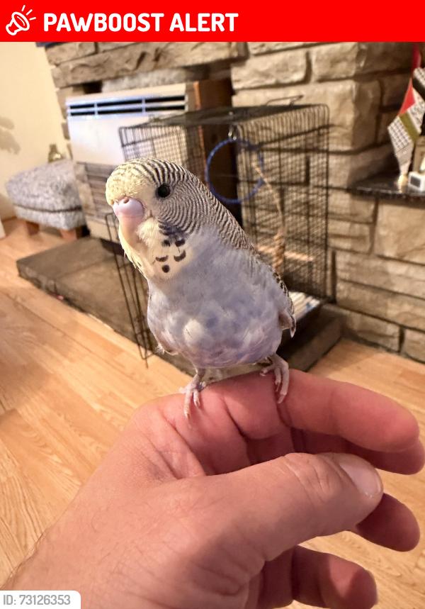 Lost Male Bird last seen Channel close, tw5 0pj, Greater London, England 