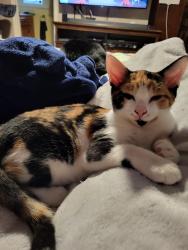 Lost Female Cat last seen Victoria Blvd., Hampton, VA 23661