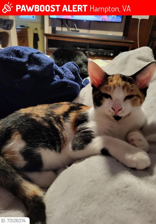 Lost Female Cat last seen Victoria Blvd., Hampton, VA 23661