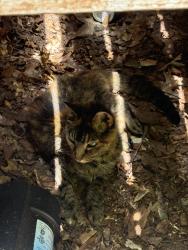 Found/Stray Unknown Cat last seen Morning dale and tree haven, Matthews, NC 28105