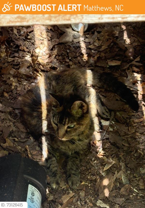 Found/Stray Unknown Cat last seen Morning dale and tree haven, Matthews, NC 28105