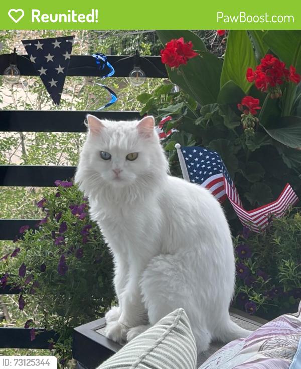 Reunited Female Cat last seen Delgany and Cherry Creek, Denver, CO 80202