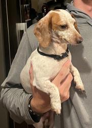 Reunited Male Dog last seen Chisolm Trail and Evans St, Crowley, TX 76036
