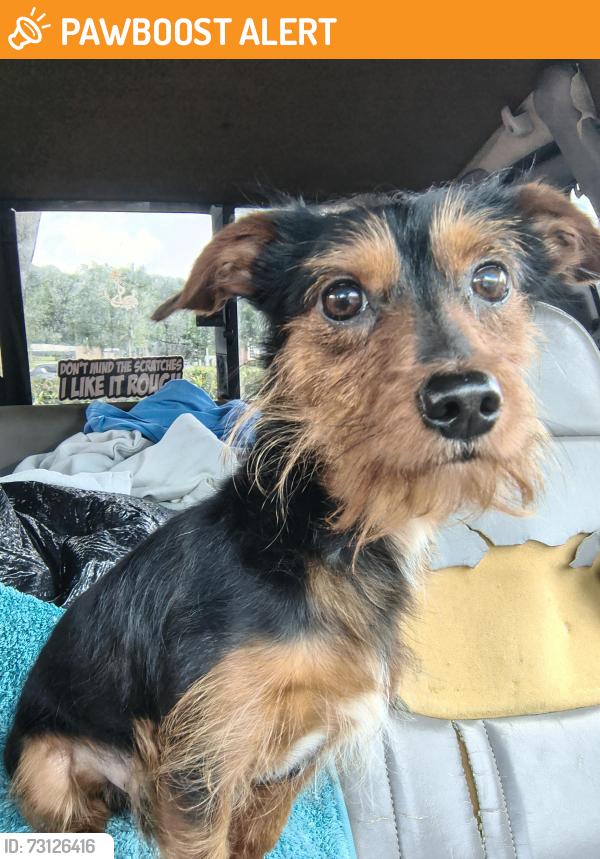 Found/Stray Male Dog last seen Kroger, Cherokee County, GA 30142