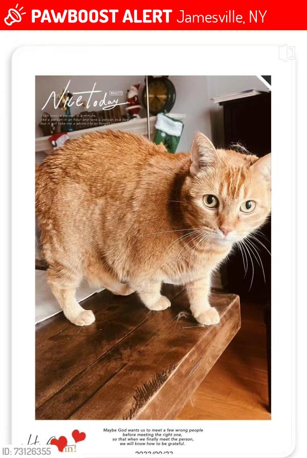 Lost Female Cat last seen Independence Dr, Jamesville, NY, Jamesville, NY 13078