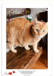 Lost Female Cat last seen Independence Dr, Jamesville, NY, Jamesville, NY 13078