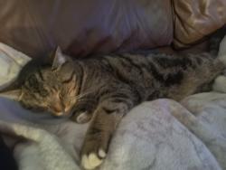 Lost Male Cat last seen Harness st and presioca st, Spring Valley, CA 91941