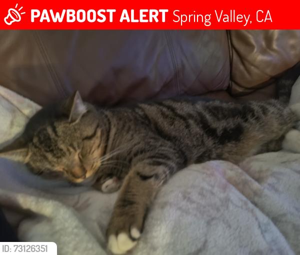 Lost Male Cat last seen Harness st and presioca st, Spring Valley, CA 91941