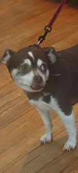 Reunited Male Dog last seen Near Jackson St & W Stone Drive, Kingsport, TN 37660