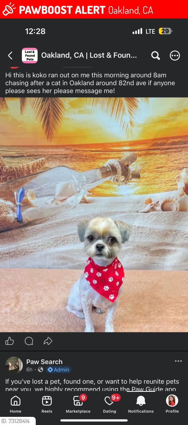 Lost Female Dog last seen Near 82nd ave, Oakland, CA 94605
