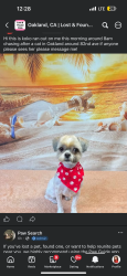 Lost Female Dog last seen Near 82nd ave, Oakland, CA 94605