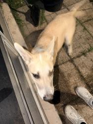 Found/Stray Male Dog last seen Near serenity circle, Corpus Christi, TX 78414