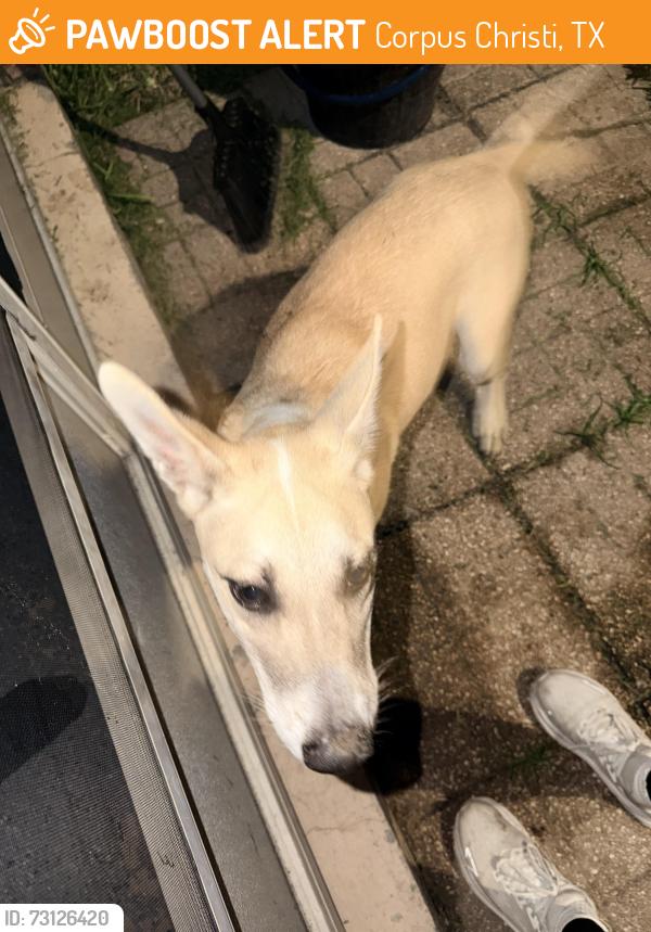 Found/Stray Male Dog last seen Near serenity circle, Corpus Christi, TX 78414