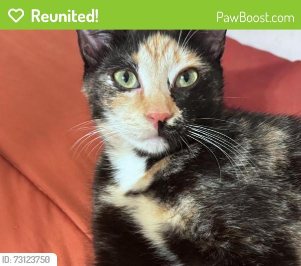 Reunited Female Cat last seen Bethany Woods Dr, Rainey Rd, Temple, GA 30179