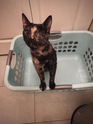 Reunited Female Cat last seen Original Pancake house, Fort Collins, CO 80525