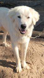 Lost Male Dog last seen Central & 4870, Newark, TX 76071