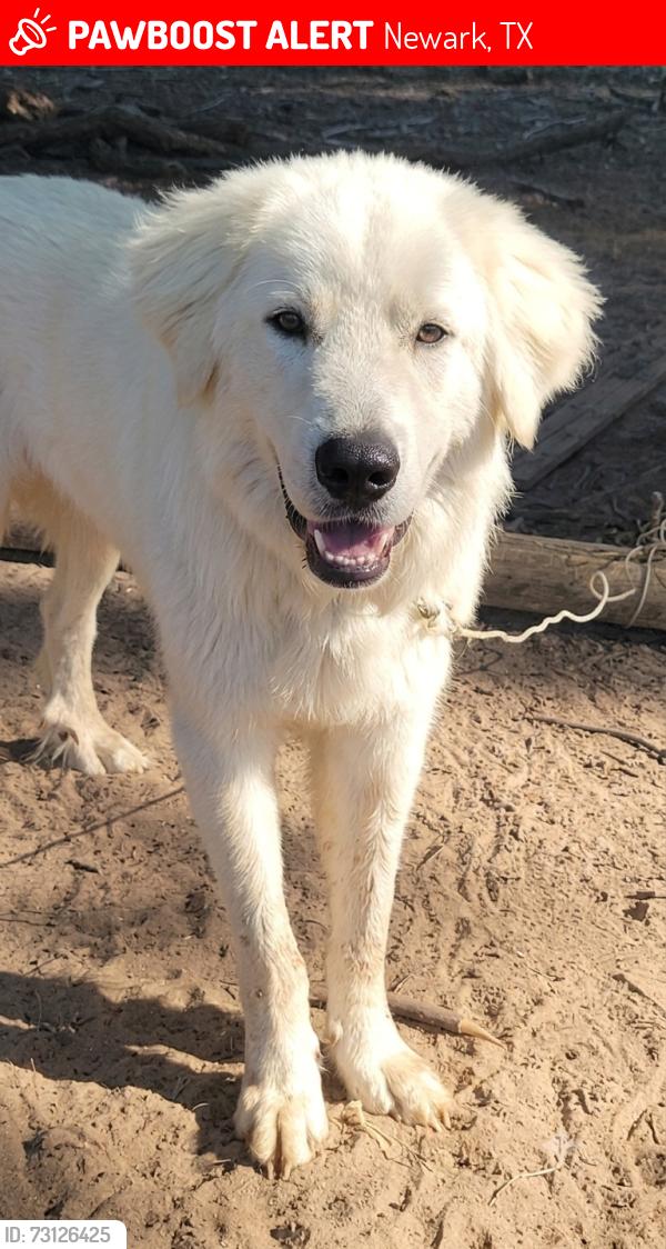 Lost Male Dog last seen Central & 4870, Newark, TX 76071