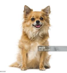Reunited Male Dog last seen Davison, Pittsburgh, PA 15201