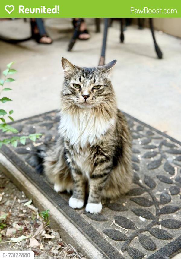 Reunited Male Cat last seen 21st Street, Colorado Springs, CO 80904