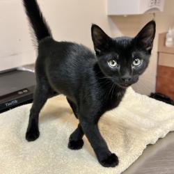 Shelter Stray Male Cat last seen Near St Andrews Way, LIVERMORE, CA, 94551, 8323 Baldwin St, Oakland, CA 94621, USA