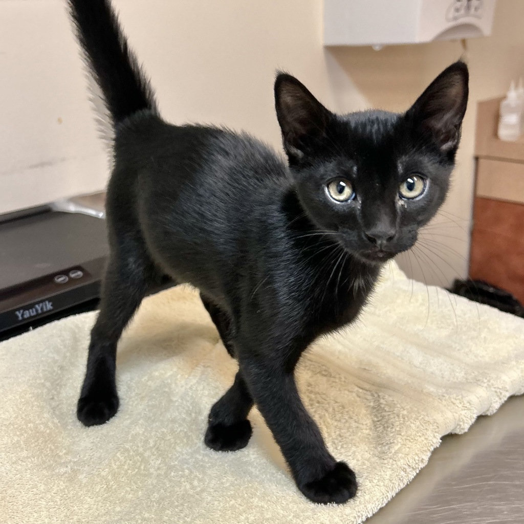 Shelter Stray Male Cat last seen Near St Andrews Way, LIVERMORE, CA, 94551, 8323 Baldwin St, Oakland, CA 94621, USA