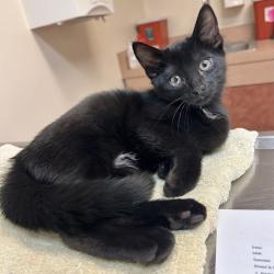 Shelter Stray Male Cat last seen Near St Andrews Way, LIVERMORE, CA, 94551, 8323 Baldwin St, Oakland, CA 94621, USA