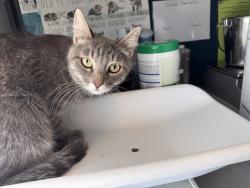 Shelter Stray Female Cat last seen Near W 800 N, SALT LAKE CITY, UT, 84116, 511 W 3900 S, Salt Lake City, UT 84123, USA