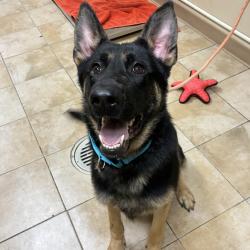 Shelter Stray Male Dog last seen N Columbia Boulevard / N Burgard Rd, PORTLAND, OR, 97203, 1700 W Historic Columbia River Hwy, Troutdale, OR 97060, USA