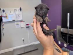 Shelter Stray Male Cat last seen Near W 800 N, SALT LAKE CITY, UT, 84116, 511 W 3900 S, Salt Lake City, UT 84123, USA