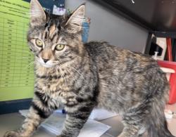 Shelter Stray Female Cat last seen Near W 800 N, SALT LAKE CITY, UT, 84116, 511 W 3900 S, Salt Lake City, UT 84123, USA