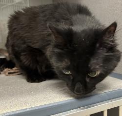 Shelter Stray Female Cat last seen Apt 207,606 W North Temple Street, SALT LAKE CITY, UT, 84116, 511 W 3900 S, Salt Lake City, UT 84123, USA