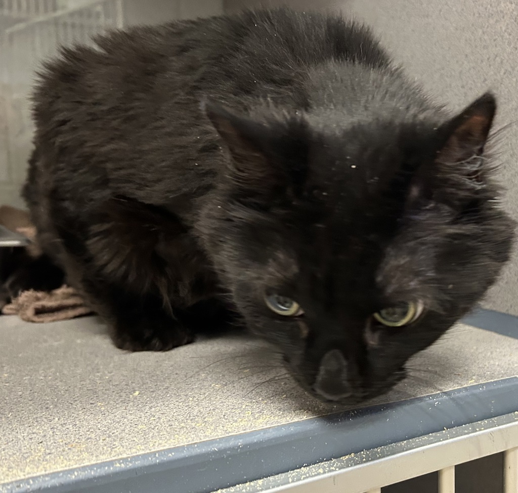 Shelter Stray Female Cat last seen Apt 207,606 W North Temple Street, SALT LAKE CITY, UT, 84116, 511 W 3900 S, Salt Lake City, UT 84123, USA