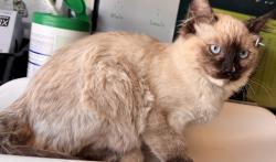 Shelter Stray Female Cat last seen Near W 800 N, SALT LAKE CITY, UT, 84116, 511 W 3900 S, Salt Lake City, UT 84123, USA