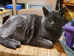 Lost Male Cat last seen Country Lake community off of Military Trail, south of Linton next to the Walmart, Delray Beach, FL 33484