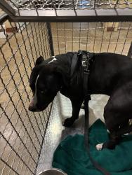Shelter Stray Male Dog last seen Near Pavilion Boulevard, AUSTIN, TX, 78759, 7201 Levander Loop bldg a, Austin, TX 78702, USA
