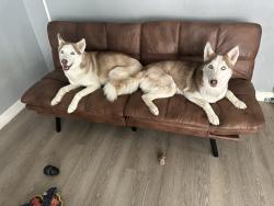 Lost Female Dog last seen Soledad canyon by the home depot, Santa Clarita, CA 91351