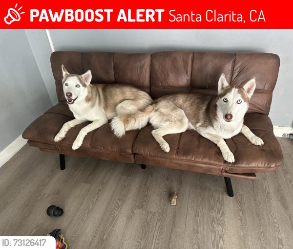 Lost Female Dog last seen Soledad canyon by the home depot, Santa Clarita, CA 91351