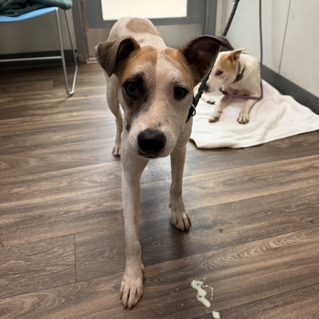 Shelter Stray Female Dog last seen Puterbaugh Street, San Diego, CA, 92103, 5500 Gaines St, San Diego, CA 92110, USA