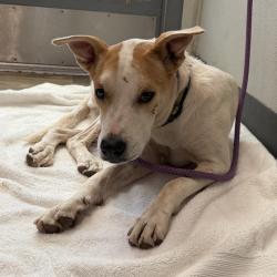 Shelter Stray Male Dog last seen Puterbaugh Street, San Diego, CA, 92103, 5500 Gaines St, San Diego, CA 92110, USA