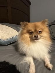 Reunited Male Dog last seen E grubb, Mesquite, TX 75149