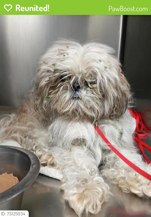 Reunited Male Dog last seen Old spring garden, DeLand, FL 32720