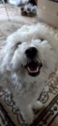 Found/Stray Female Dog last seen Osborne at 32nd st, Phoenix 85018, Phoenix, AZ 85018