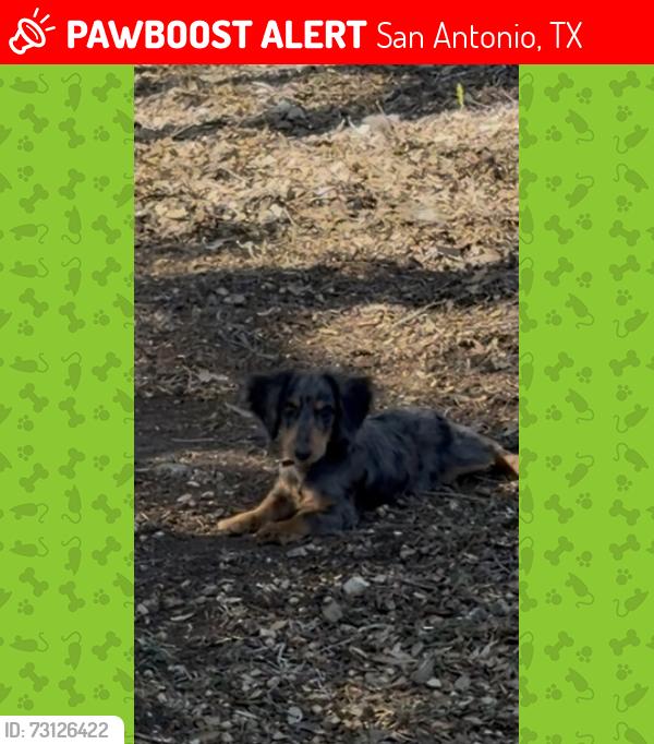Lost Male Dog last seen Zarzamora and W. Villaret, San Antonio, TX 78224
