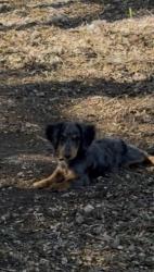 Lost Male Dog last seen Zarzamora and W. Villaret, San Antonio, TX 78224