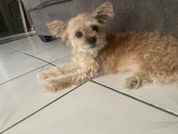 Reunited Female Dog last seen A.S Johnston Elementary School, Irving, TX 75062