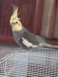 Lost Male Bird last seen San Gabriel, Rosemead, Emperor Avenue, Los Angeles County, CA 91775