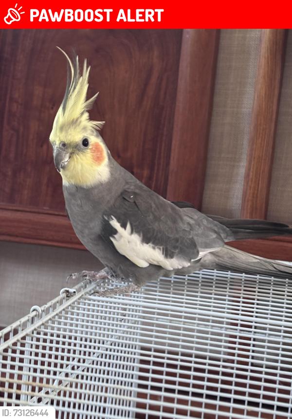 Lost Male Bird last seen San Gabriel, Rosemead, Emperor Avenue, Los Angeles County, CA 91775