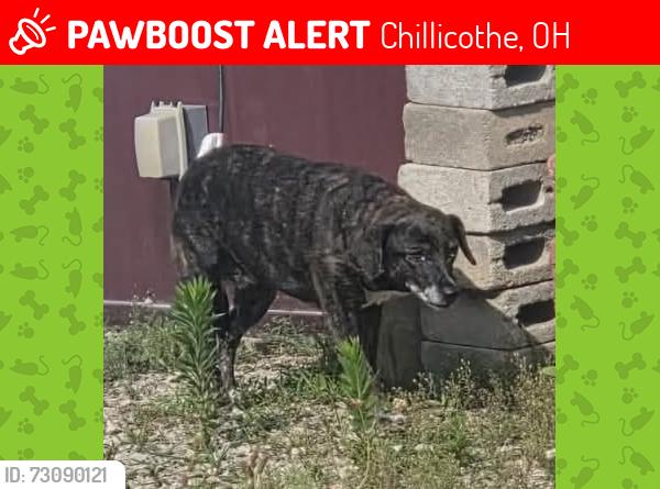 Lost Female Dog last seen Hopewell Heights Arrow Lane, Chillicothe, OH 45601