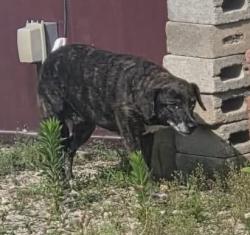 Lost Female Dog last seen Hopewell Heights Arrow Lane, Chillicothe, OH 45601